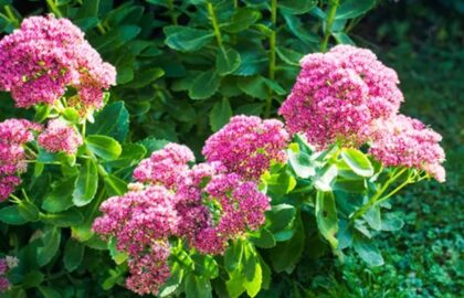 Florile spectaculoase pe care să le plantezi în iulie. Rezistă fără probleme la caniculă și îți transformă grădina