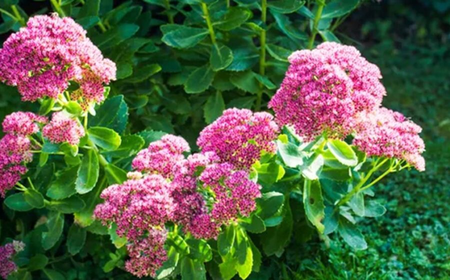 Florile spectaculoase pe care să le plantezi în iulie. Rezistă fără probleme la caniculă și îți transformă grădina