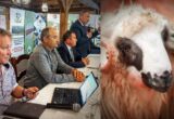 Revoltă în zootehnie: Crescătorii de oi cer schimbarea șefului ANSVSA și acuză pierderi de 128 de milioane de euro