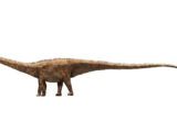 O nouă specie de dinozaur uriaș a fost descoperită pornind de la o singură vertebră