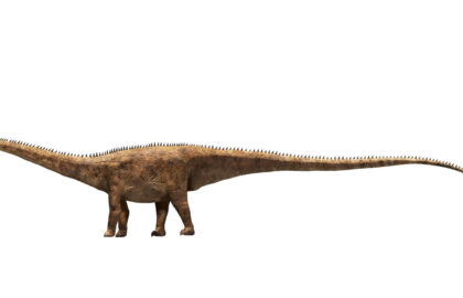 O nouă specie de dinozaur uriaș a fost descoperită pornind de la o singură vertebră