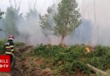 Incendiu de pădure în Tulcea. Pompierii au intervenit cu mai multe autospeciale