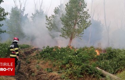 Incendiu de pădure în Tulcea. Pompierii au intervenit cu mai multe autospeciale