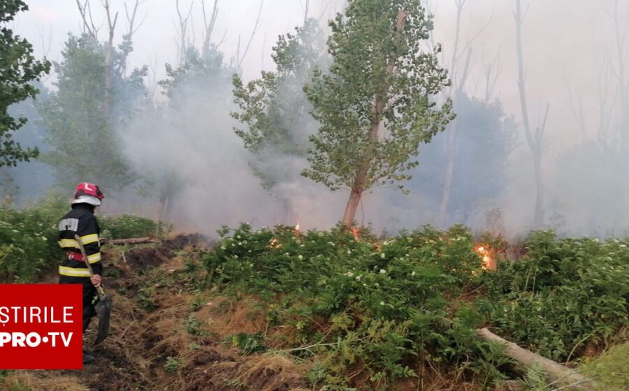 Incendiu de pădure în Tulcea. Pompierii au intervenit cu mai multe autospeciale