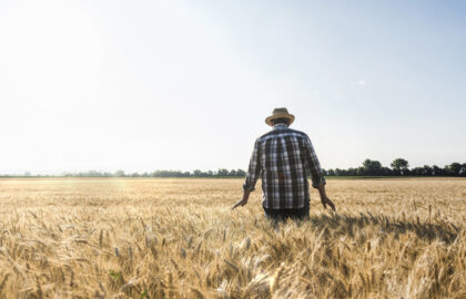 Agricultură la mila vremii. Cu ce au înlocuit fermierii din vestul țării culturile de cereale, în lipsa sistemelor de irigații