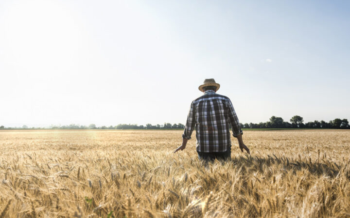 Agricultură la mila vremii. Cu ce au înlocuit fermierii din vestul țării culturile de cereale, în lipsa sistemelor de irigații