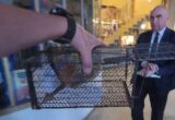VIDEO Scenă bizară în plină stradă! Marian Ceaușescu l-a urmărit pe Ilie Bolojan cu o cușcă de șobolani în mână
