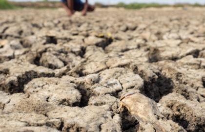 Avertismente sumbre ale experților despre „super El Nino”: fenomenul ar putea crește prețurile alimentelor timp de ani de zile