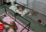 Miros de acasă pentru animalele bolnave și abandonate. Localurile din Iași primesc donații pentru patrupede