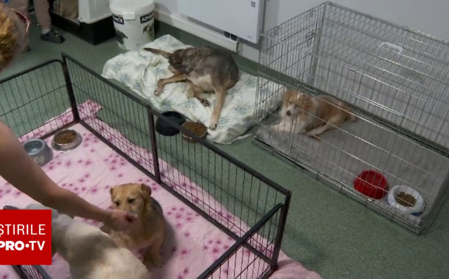 Miros de acasă pentru animalele bolnave și abandonate. Localurile din Iași primesc donații pentru patrupede