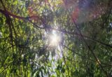 Vremea până în 24 august: o nouă perioadă de caniculă, ploi puține. Prognoza meteo pe patru săptămâni