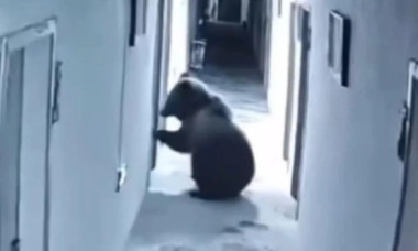 Un urs a intrat &icirc;ntr-un hotel la 5 dimineața, a băut apă din hol și a dat buzna peste turiști &icirc;n cameră. Imaginile sunt virale