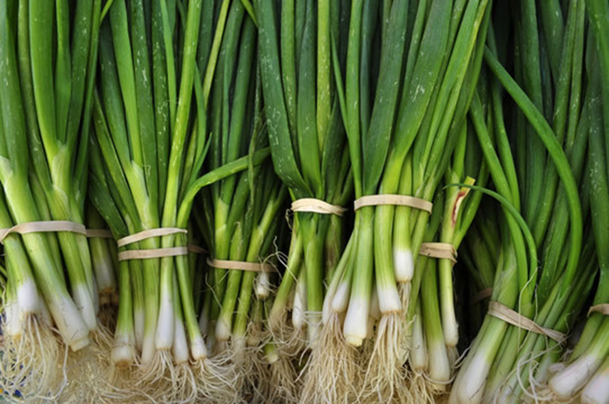 Ceapa verde este unul dintre cele mai folosite ingrediente din bucătărie